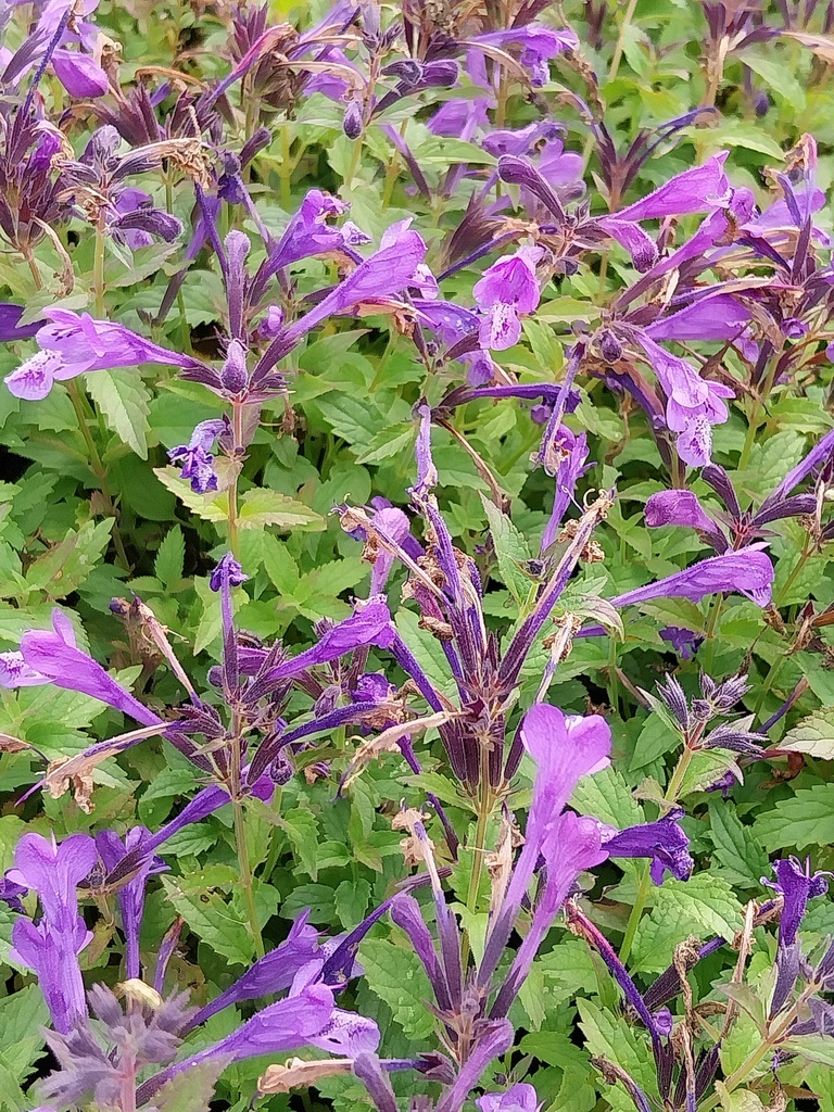 [NEPSPPREL] NEPETA SUBSESSILIS 'PURPLE PRELUDE' (Pot 9 cm)