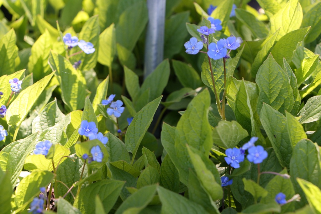 [OMPVER] OMPHALODES VERNA (Pot 9 cm)