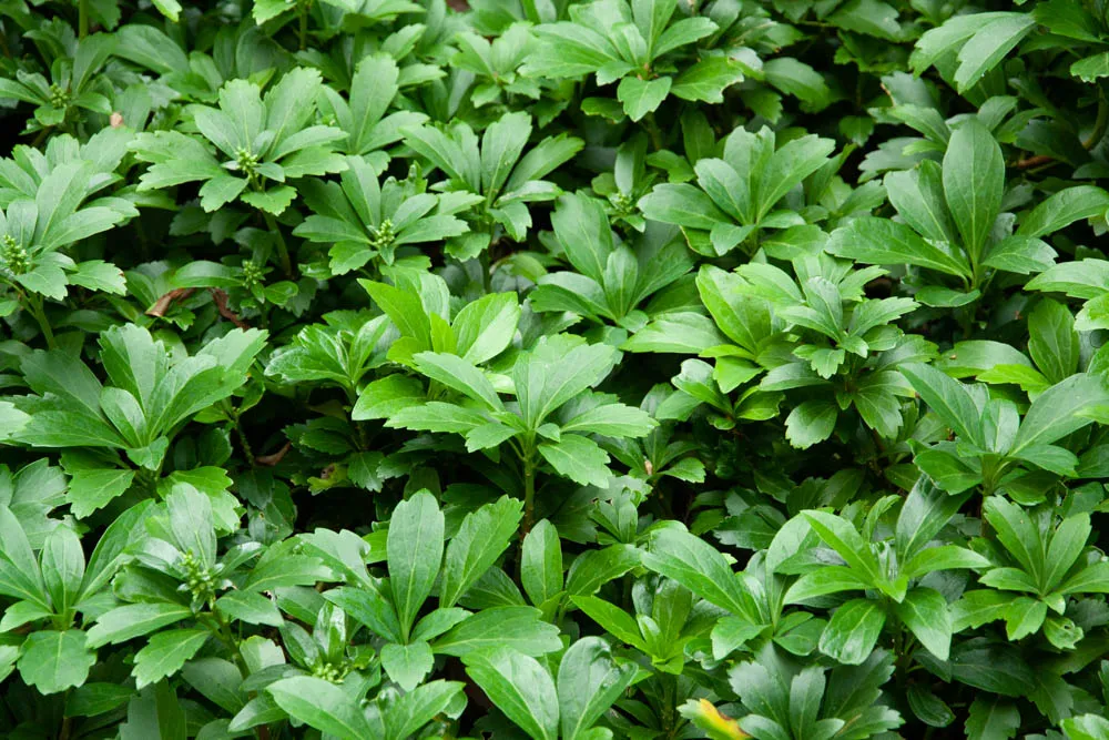 [PACTER] PACHYSANDRA TERMINALIS (Pot 9 cm)