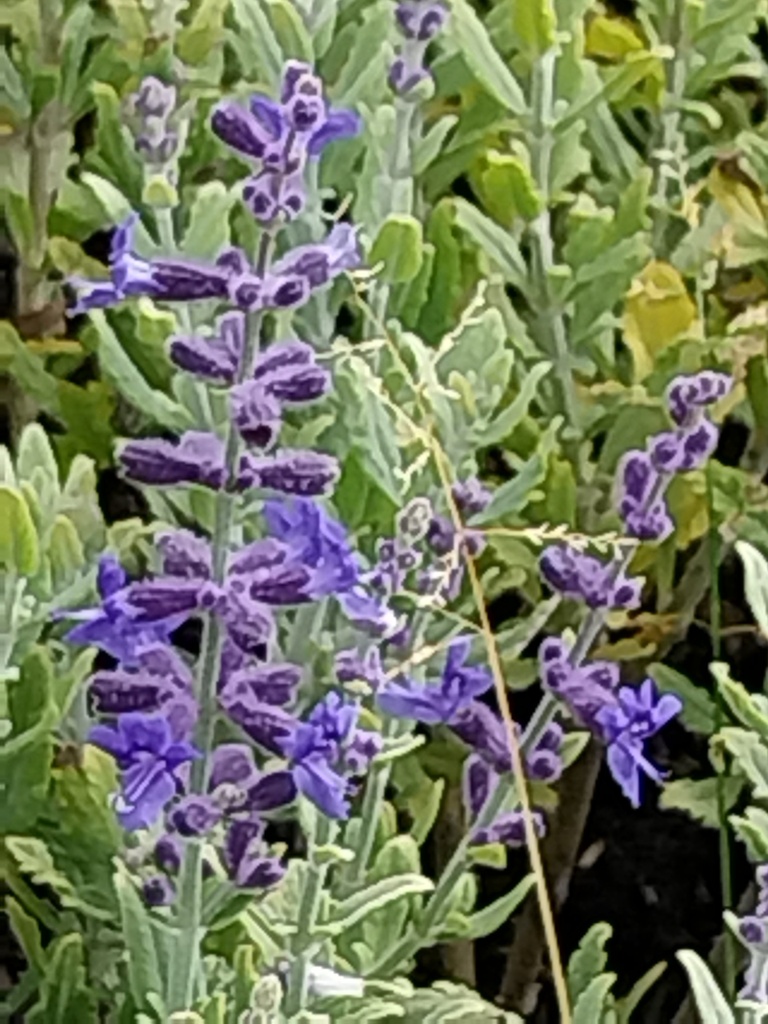 [PERABLUES] PEROVSKIA ATRIPLICIFOLIA 'BLUE STEEL'
