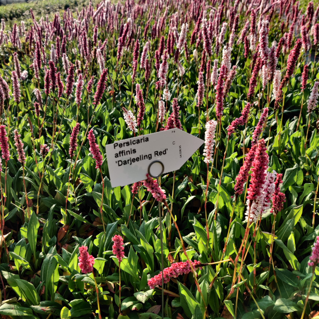 [PERADR] PERSICARIA AFFINIS 'DARJEELING RED' (Pot 9 cm)