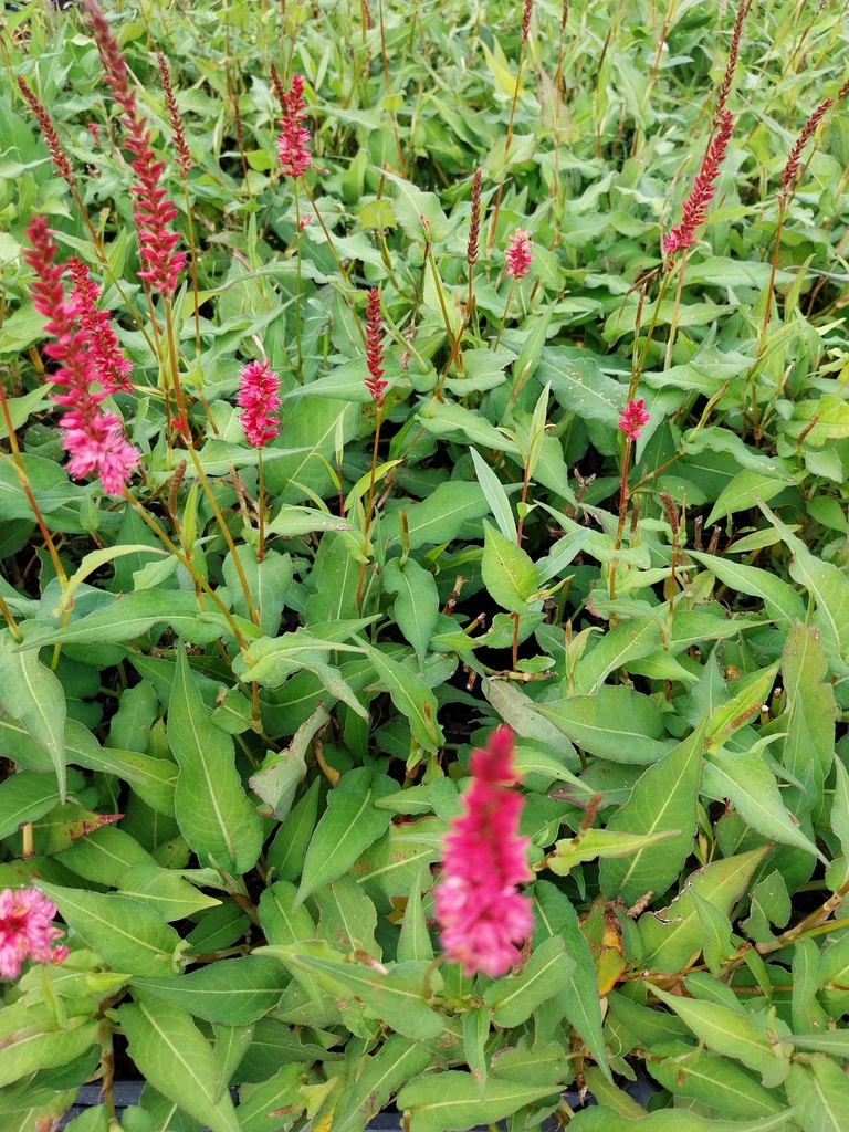[PERAOF] PERSICARIA AMPL 'ORANGOFIELD' (Pot 9 cm)