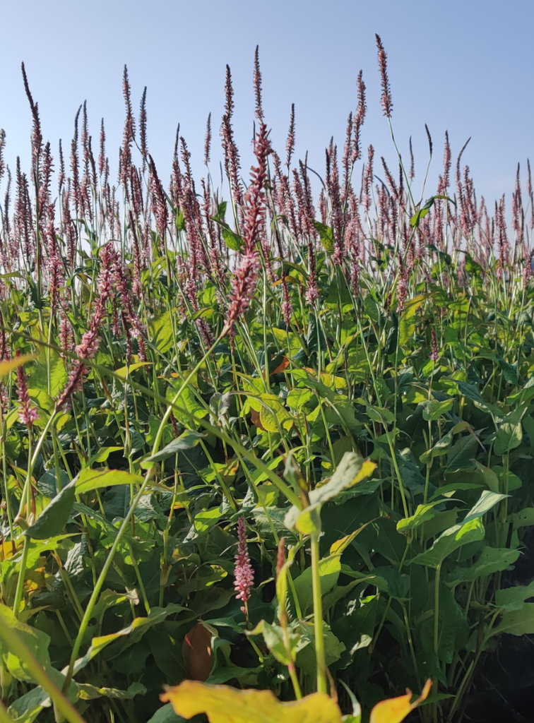 [PERARO9] PERSICARIA AMPLEXICAULIS 'ROSEA' (Pot 9 cm)