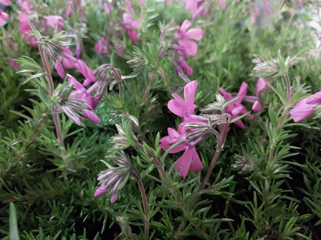 [PHLSMC] PHLOX SUBULATA 'MACDANIEL'S CUSHION' (Pot 9 cm)