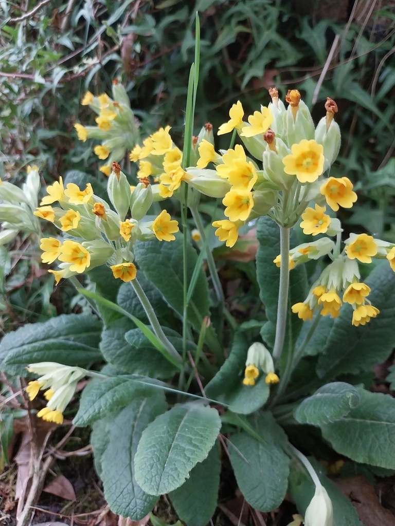 [PRIVER] PRIMULA VERIS (Pot 9 cm)