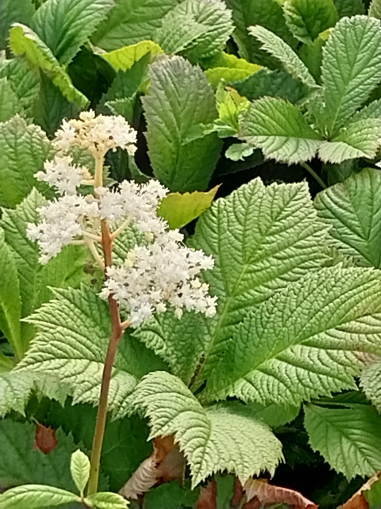 [RODAES] RODGERSIA AESCULIFOLIA (Pot 9 cm)