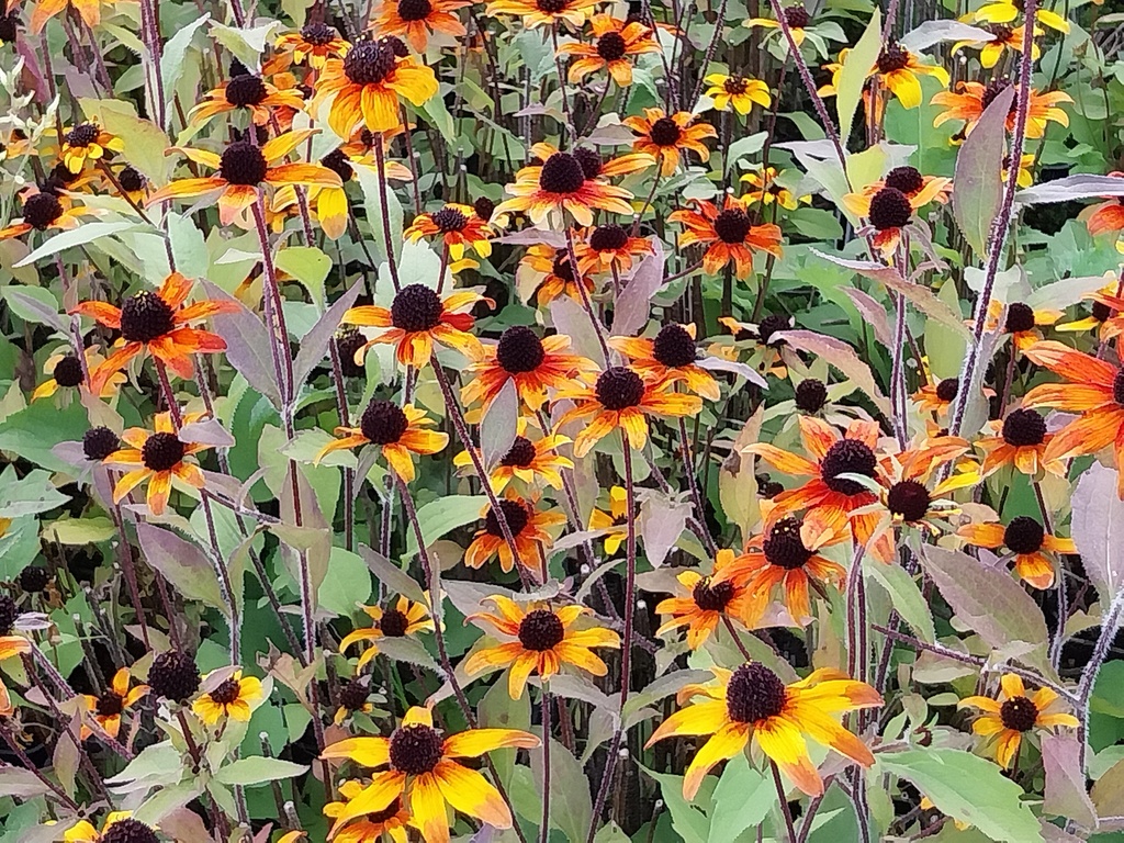 [RUDTPG] RUDBECKIA TRILOBA 'PRAIRIE GLOW' (Pot 9 cm)