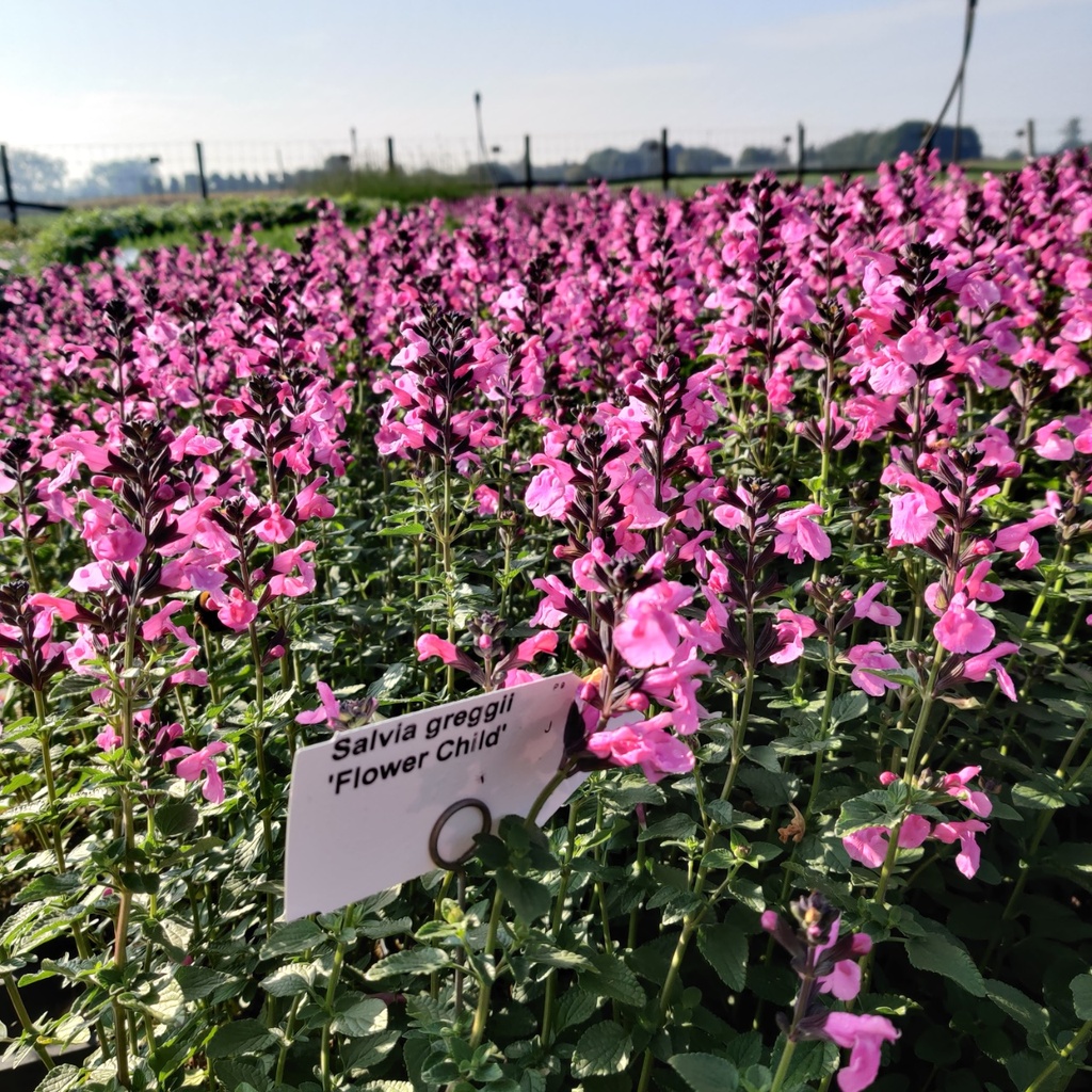 [SALGFCH] SALVIA GREGGII 'FLOWER CHILD' (Pot 9 cm)
