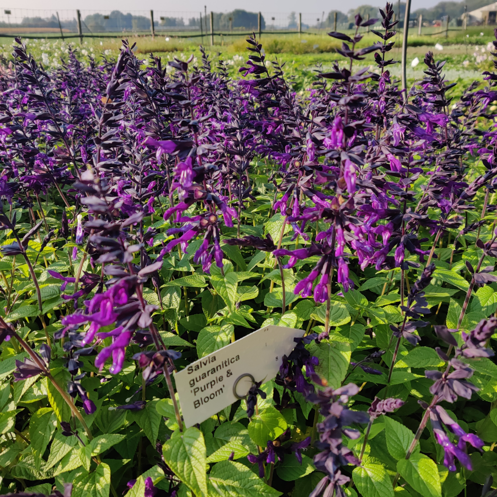 [SALGPBLOO] SALVIA GUARANITICA 'PURPLE & BLOOM' (Pot 9 cm)