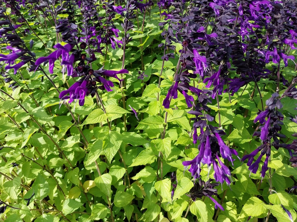 [SALHAM] SALVIA HYBRIDE 'AMISTAD' (Pot 9 cm)