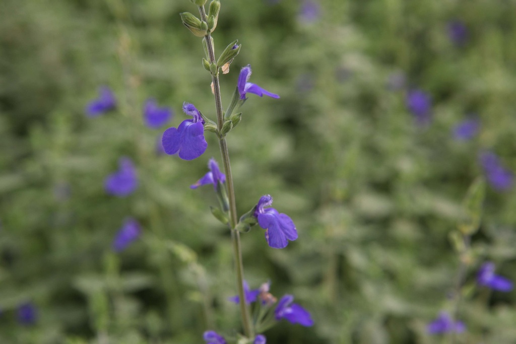 [SALMBM] SALVIA MICROPHYLLA 'BLUE MONROVIA' (Pot 9 cm)