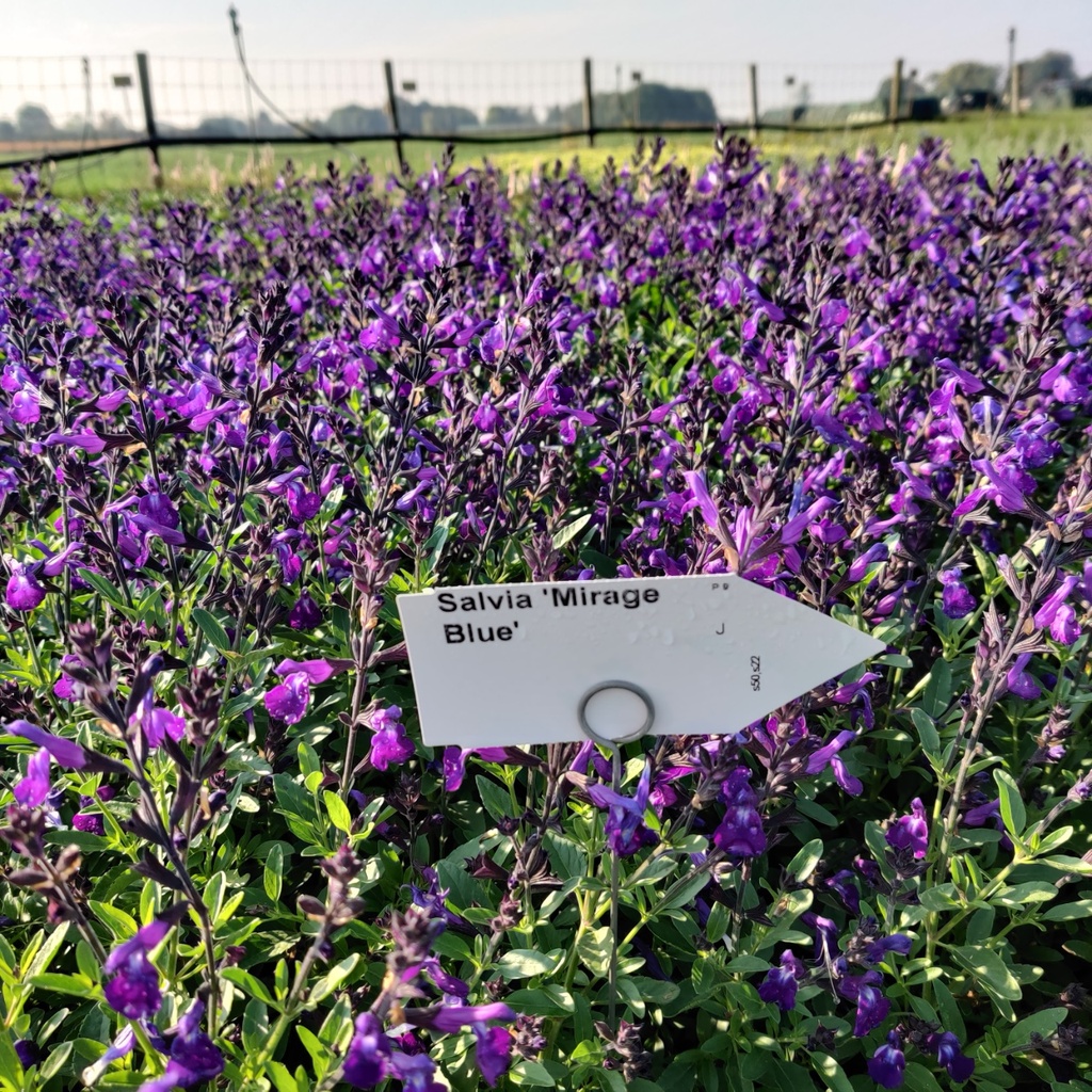 [SALMIBLUE] SALVIA 'MIRAGE BLUE' (Pot 9 cm)