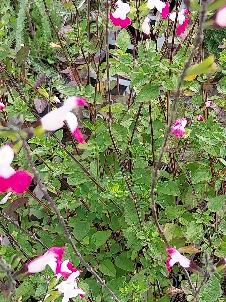 [SALMPL] SALVIA MICROPHYLLA 'PINK LIPS' (Pot 9 cm)