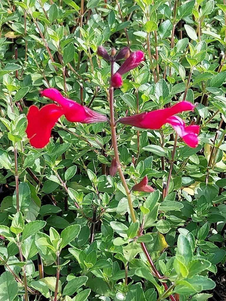 [SALMSUZAN] SALVIA MICROPHYLLA 'SUZANNE' R (Pot 9 cm)