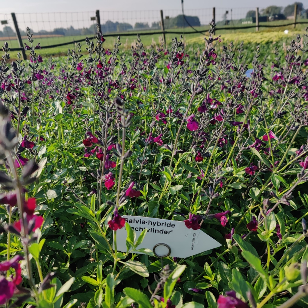 [SALNAC] SALVIA HYBRIDE 'NACHTVLINDER' (Pot 9 cm)