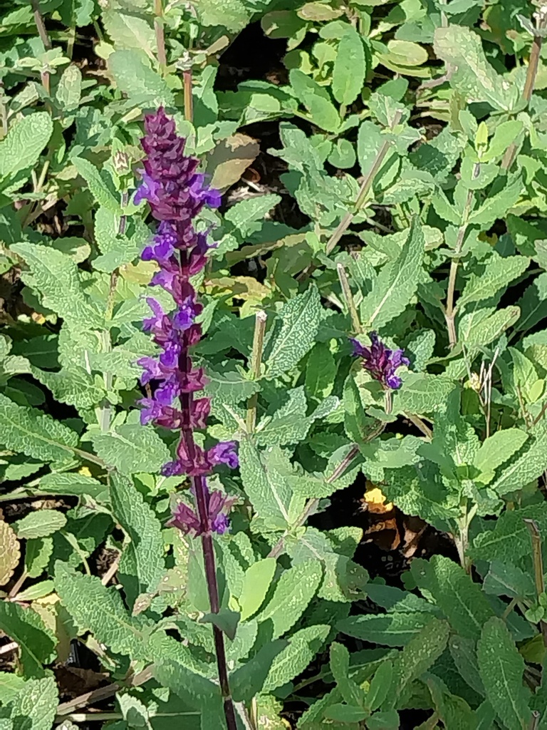 [SALNCA] SALVIA NEMOROSA 'CARADONNA' (Pot 9 cm)