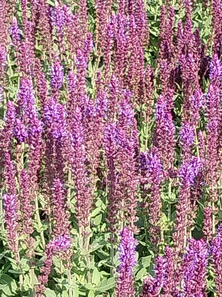 [SALNOS] SALVIA NEMOROSA 'OSTFRIESLAND' (Pot 9 cm)