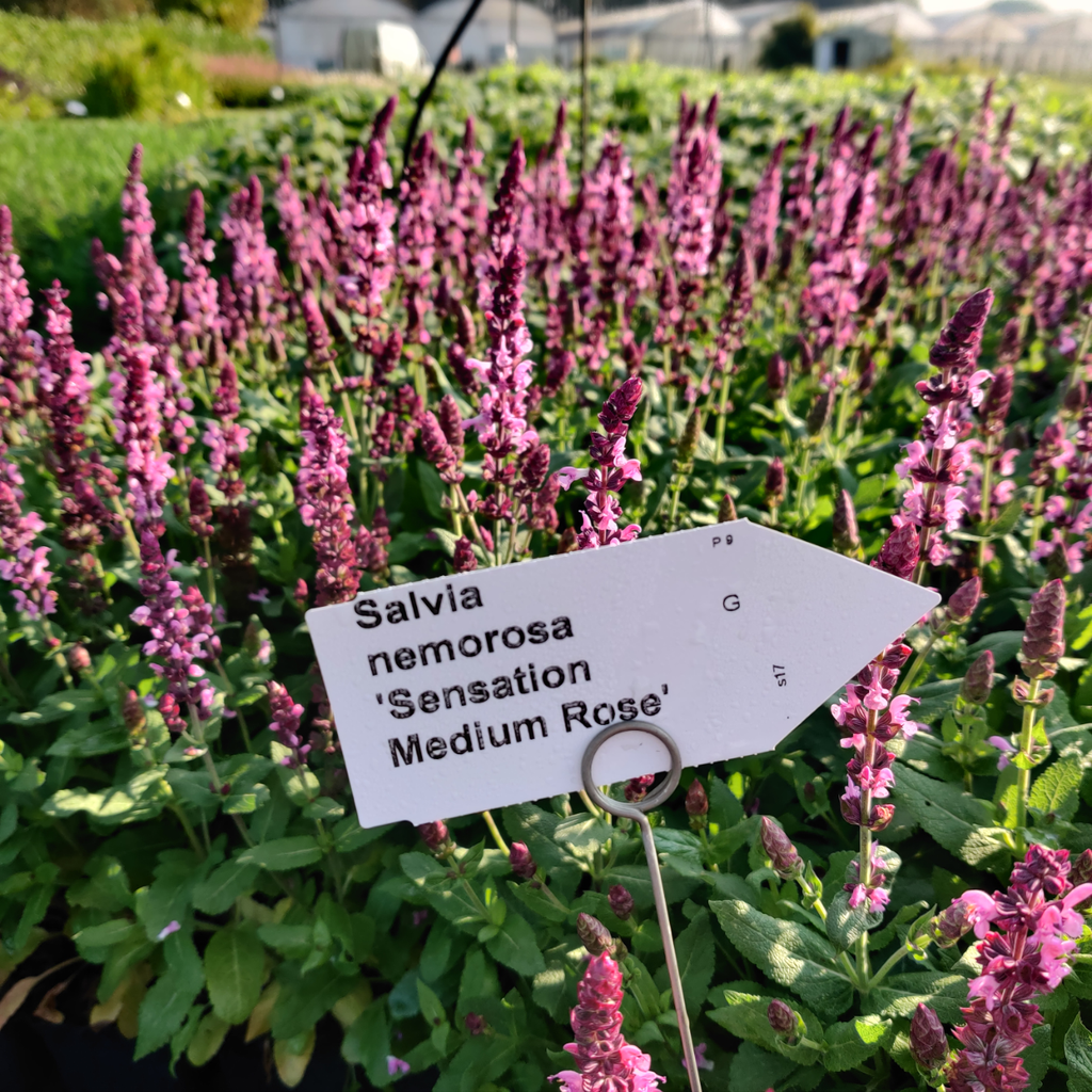[SALNSMRO] SALVIA NEMOROSA 'SENSATION MEDIUM DEEP ROSE' (Pot 9 cm)