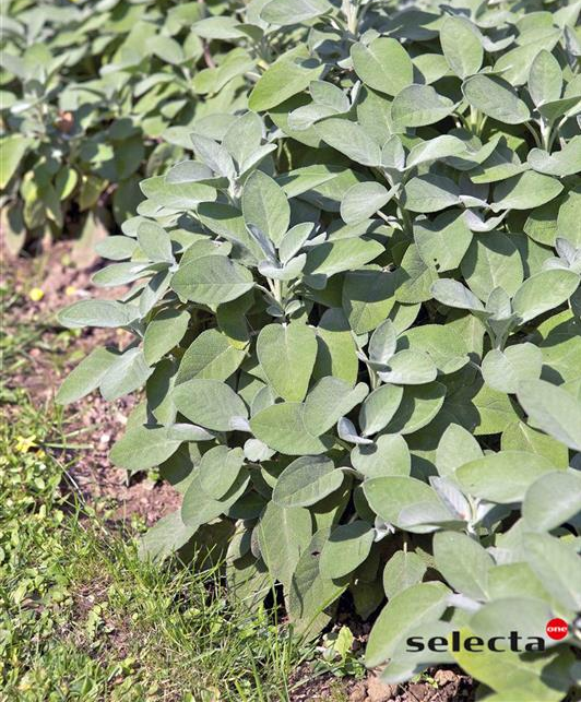 [SALOBE] SALVIA OFFICINALIS 'BERGGARTEN' (Pot 9 cm)