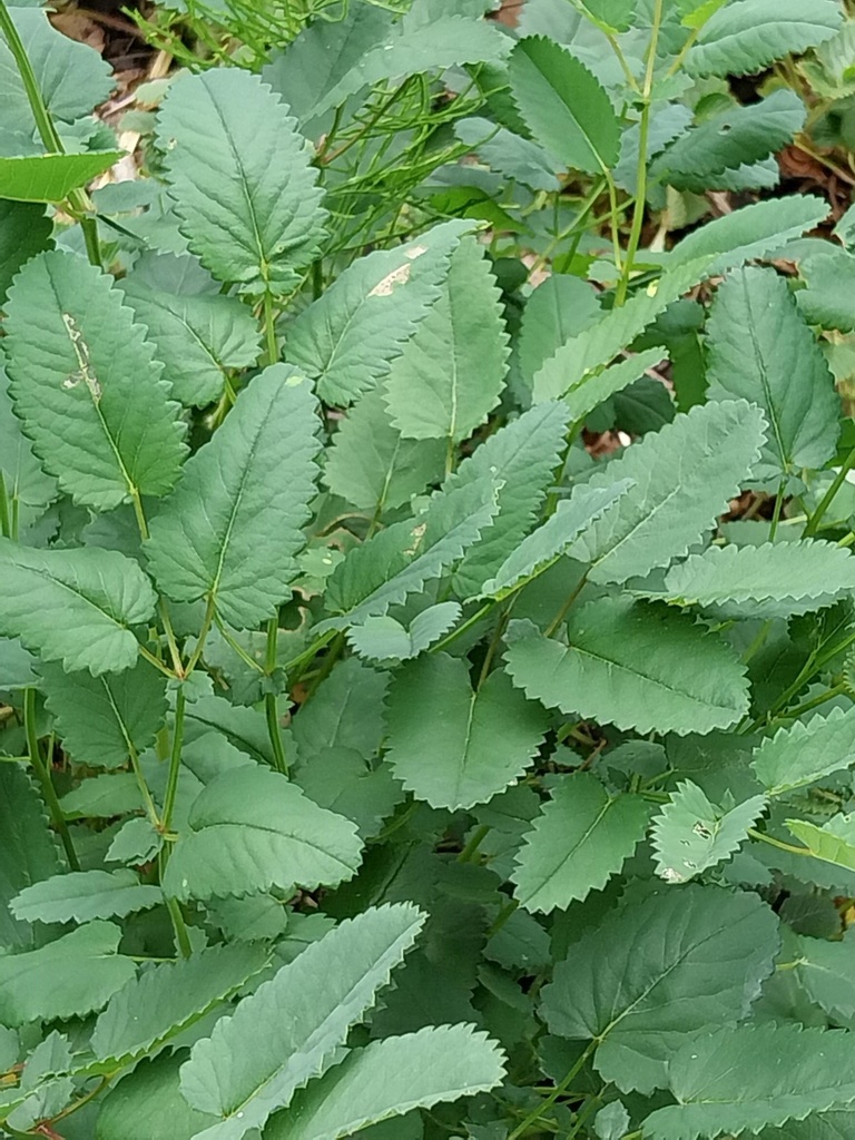 [SANOFF] SANGUISORBA OFFICINALIS (Pot 9 cm)