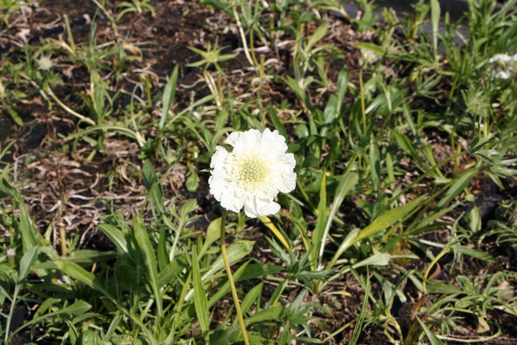 [SCACAL] SCABIOSA CAUCASICA 'ALBA' (Pot 9 cm)