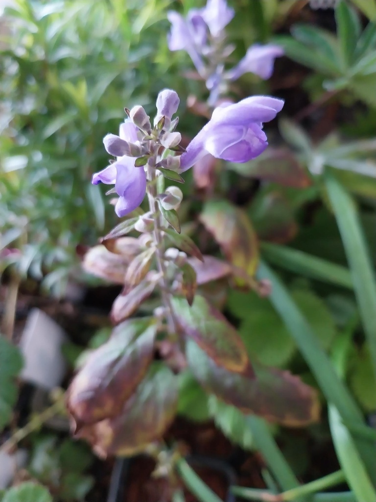 [SCUINC] SCUTELLARIA INCANA (Pot 9 cm)