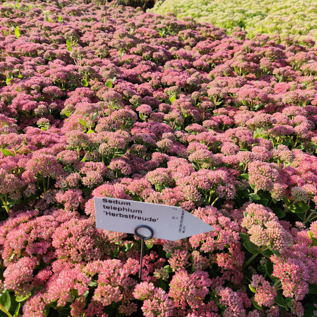 [SEDHHE] SEDUM HYBRIDE 'HERBSTFREUDE'