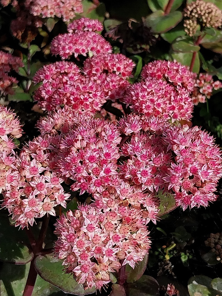 [SEDHMA] SEDUM HYBRIDE 'MATRONA'