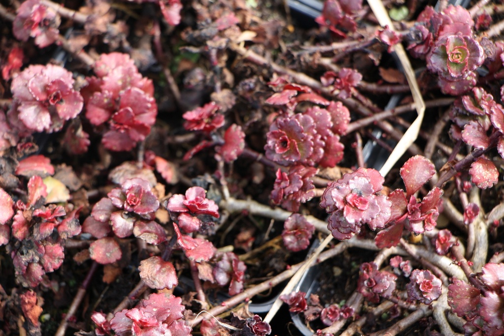 [SEDSSB] SEDUM SPURIUM 'SCHORBUSER BLUT' (Pot 9 cm)