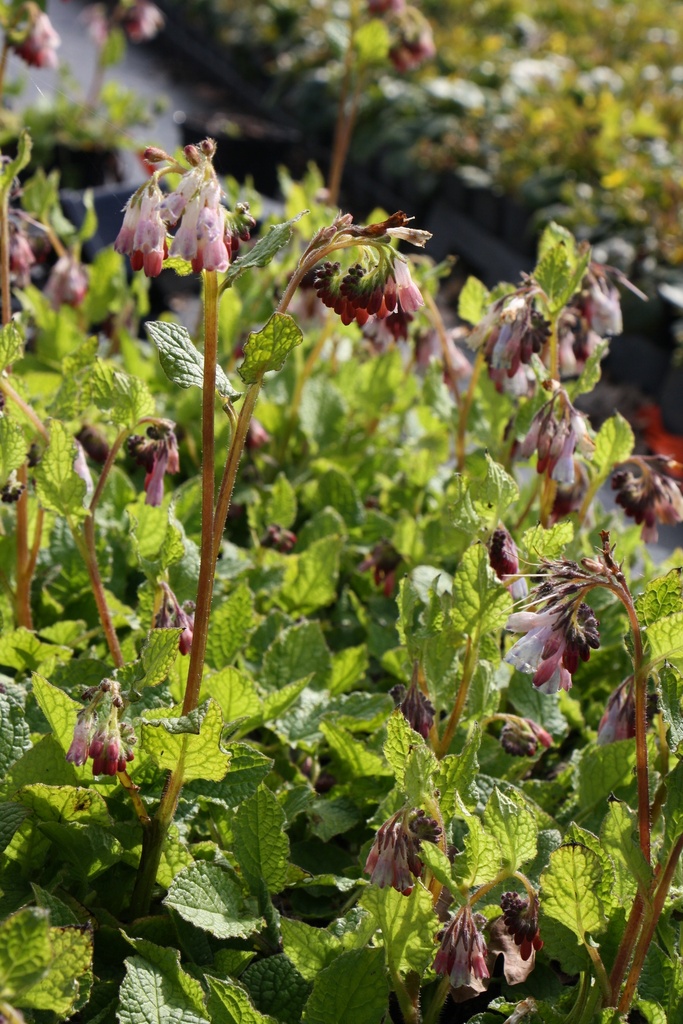 SYMPHYTUM GRANDIFLORUM 'HIDCOTE BLUE'