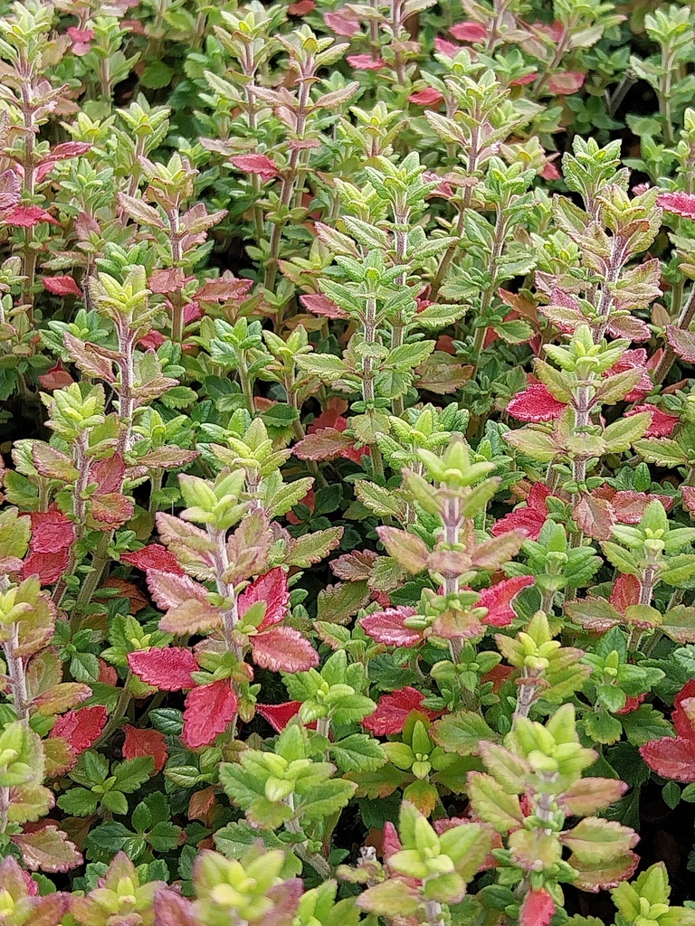 [TEULUC] TEUCRIUM LUCIDRYS (CHAMAEDRYS)