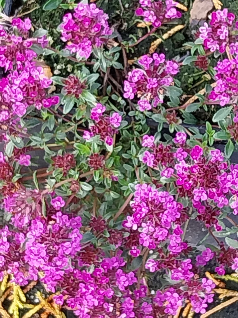 [THYPCO] THYMUS PRAECOX 'COCCINEUS' (Pot 9 cm)