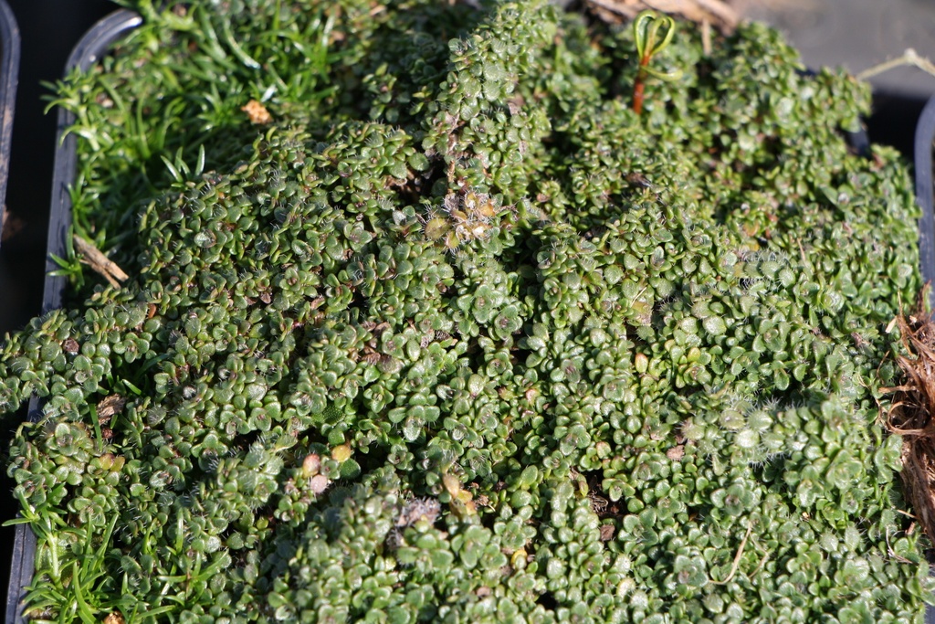 [THYPMINOR] THYMUS PRAECOX 'MINOR' (Pot 9 cm)