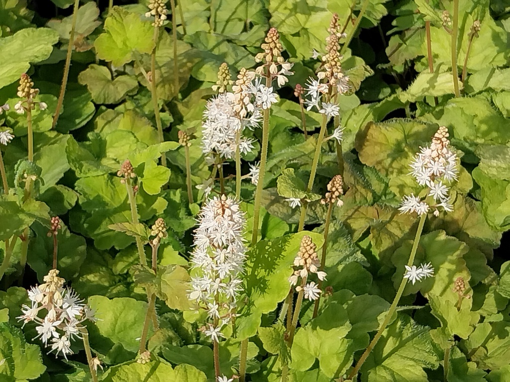 [TIAWHE] TIARELLA WHERRYI