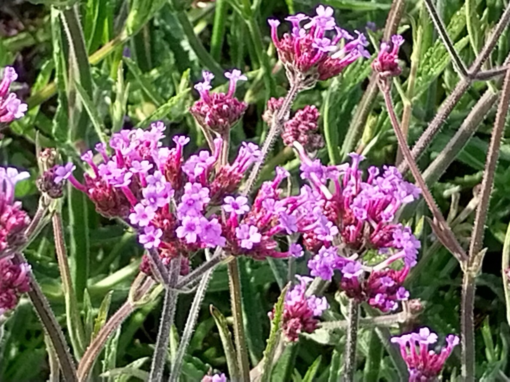 [VERBLO] VERBENA BONARIENSIS 'LOLLIPOP' (Pot 9 cm)