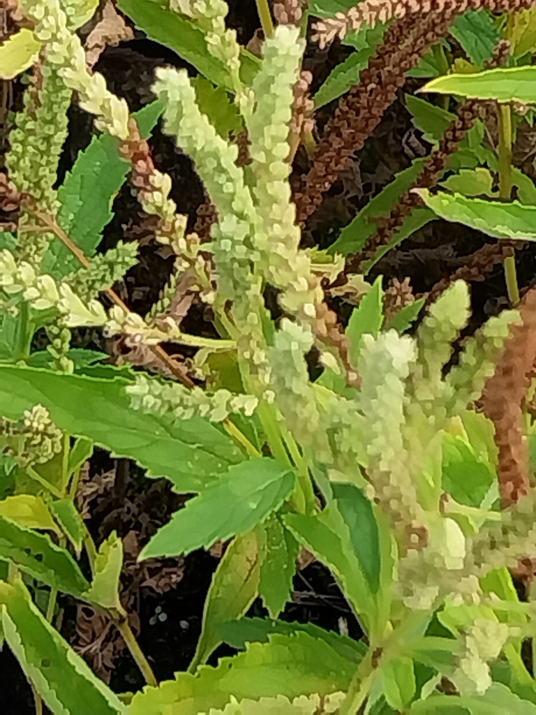 [VERHAS] VERBENA HASTATA (Pot 9 cm)