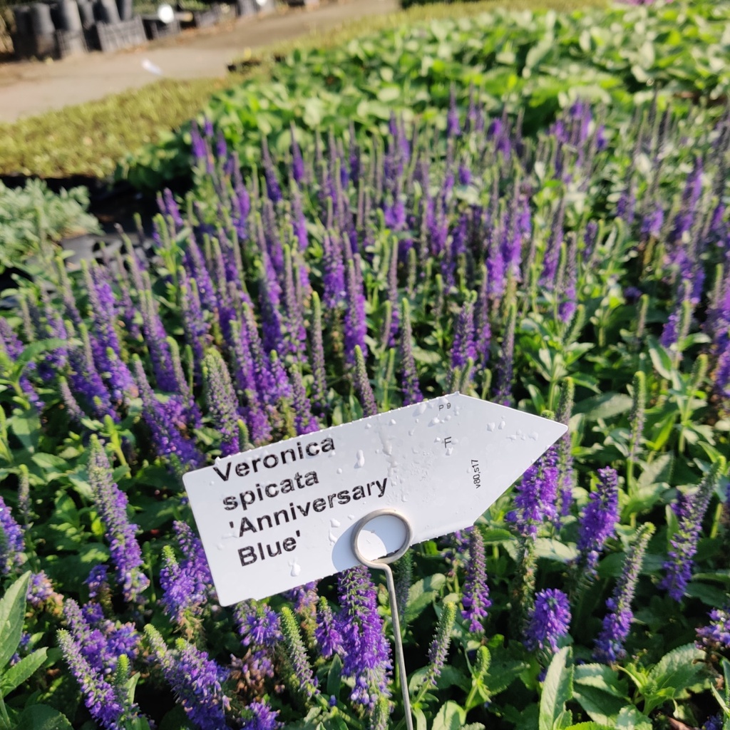 VERONICA SPICATA 'ANNIVERSARY BLUE'