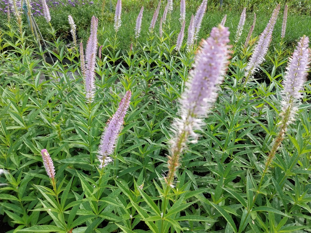 [VERVLA] VERONICASTRUM VIRGINICUM 'LAVENDELTURM' (Pot 9 cm)