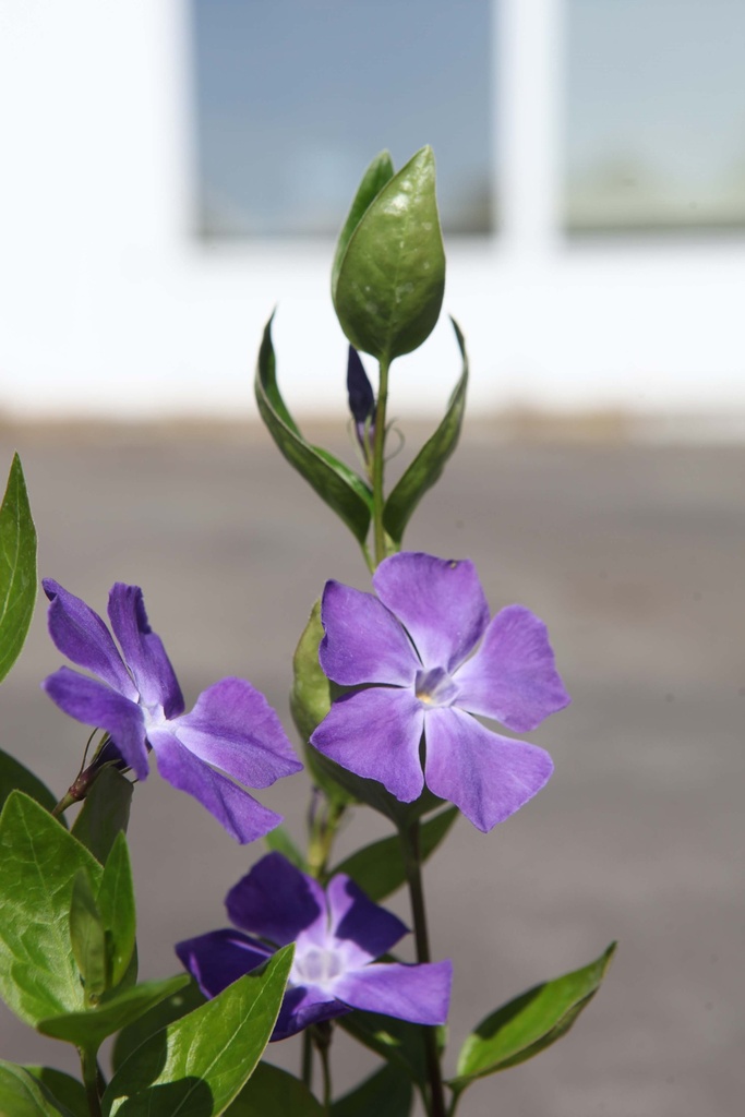 [VINMAJ] VINCA MAJOR (Pot 9 cm)