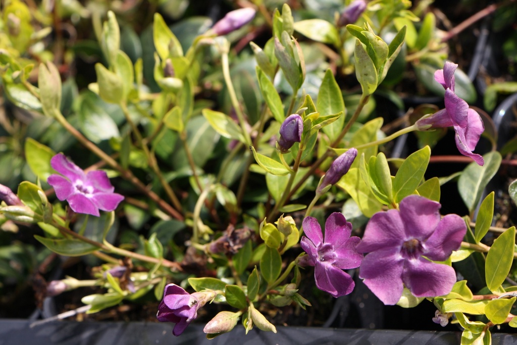 VINCA MINOR 'ATROPURPUREA'