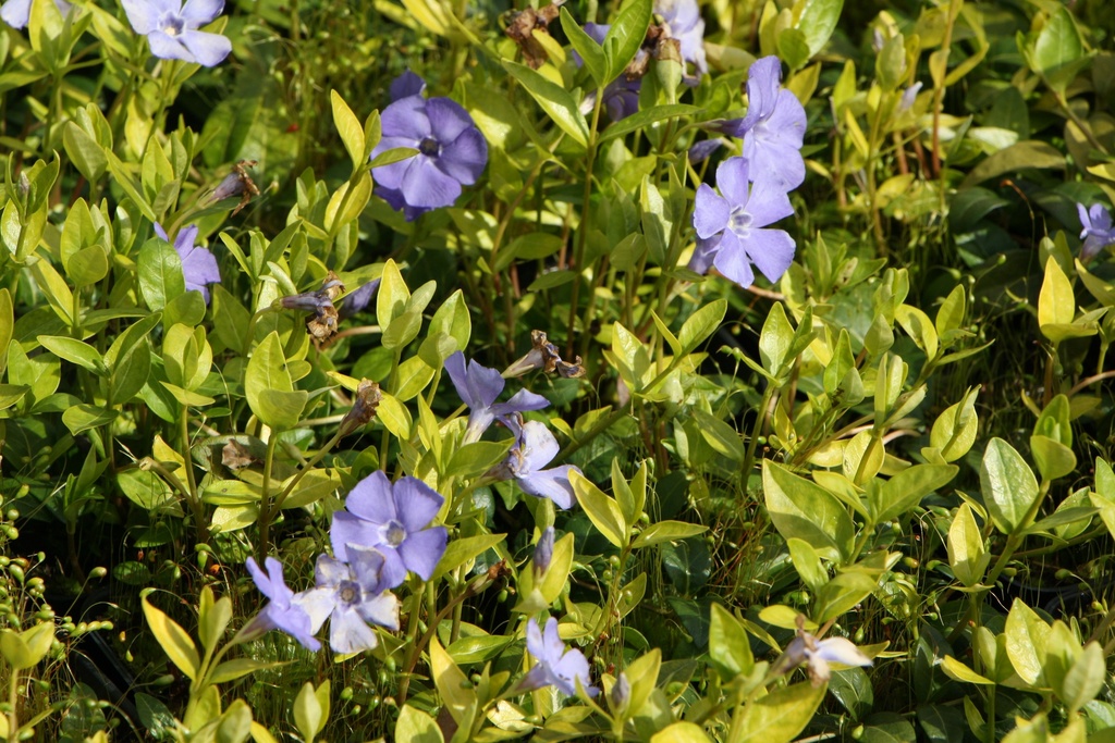 [VINMBV] VINCA MINOR 'BOWLES VARIETY' (LA GRAVE)
