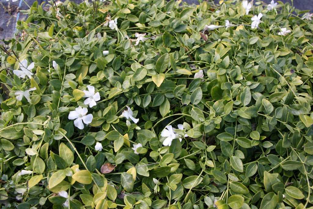 [VINMGJ] VINCA MINOR 'GERTRUDE JEKYLL'