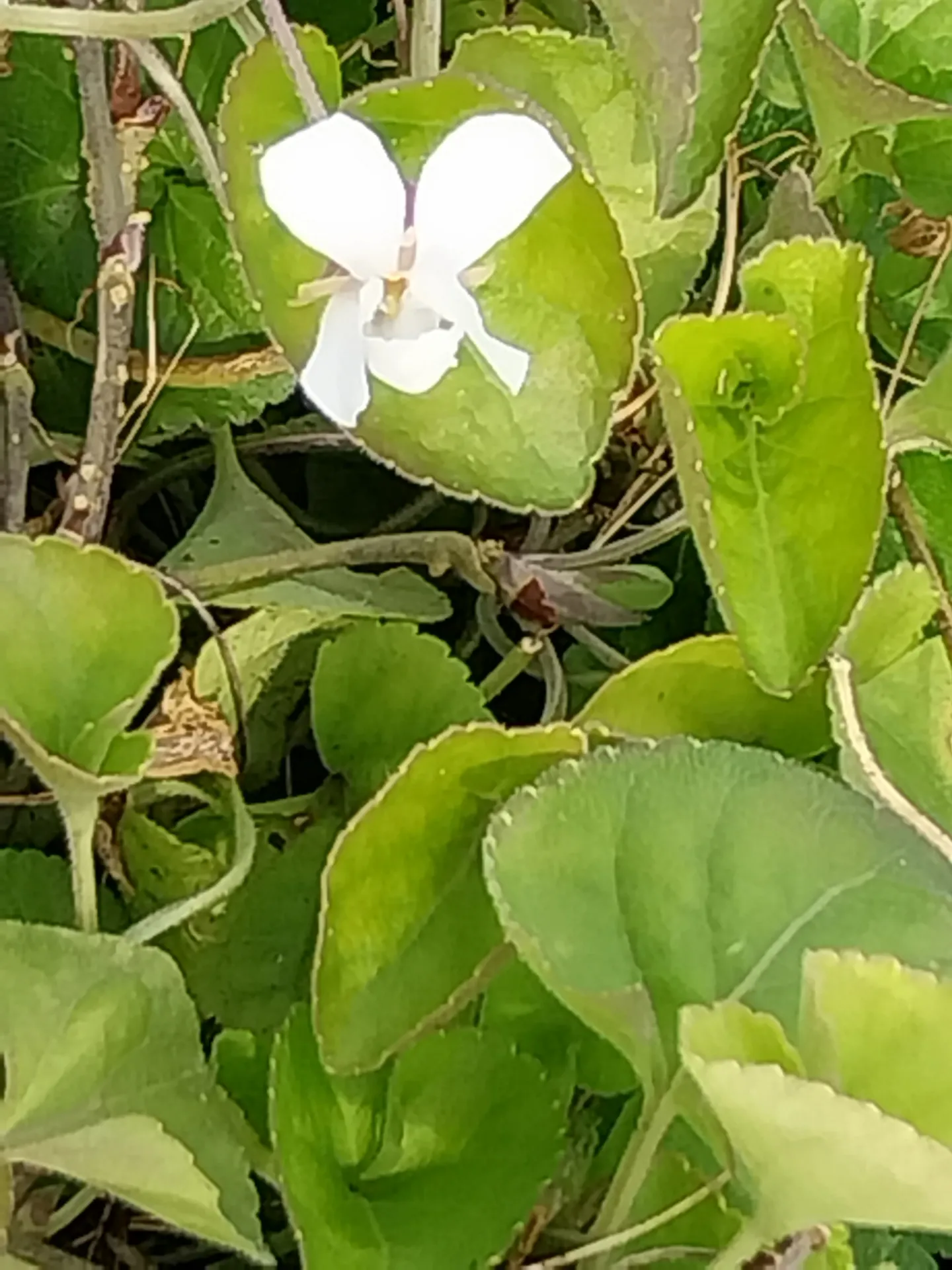 VIOLA ODORATA 'ROYAL WEDDING'