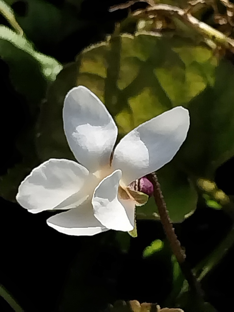 [VIOORWEDD] VIOLA ODORATA 'ROYAL WEDDING'