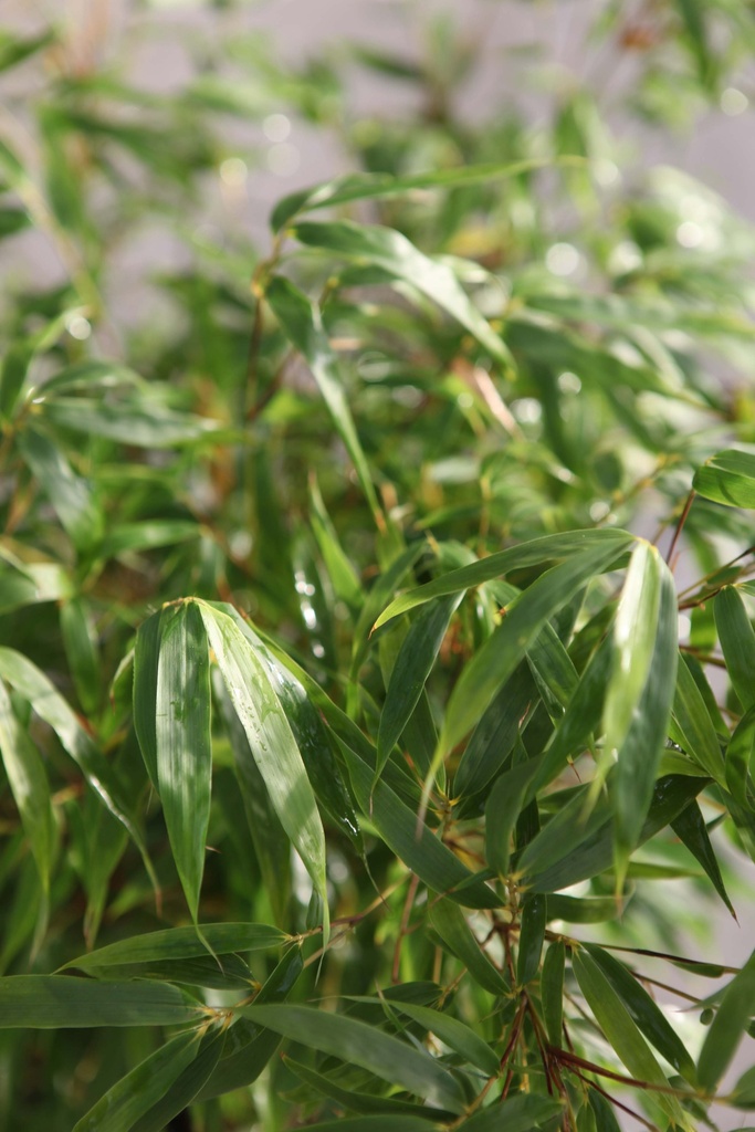 FARGESIA ROBUSTA 'PINGWU'