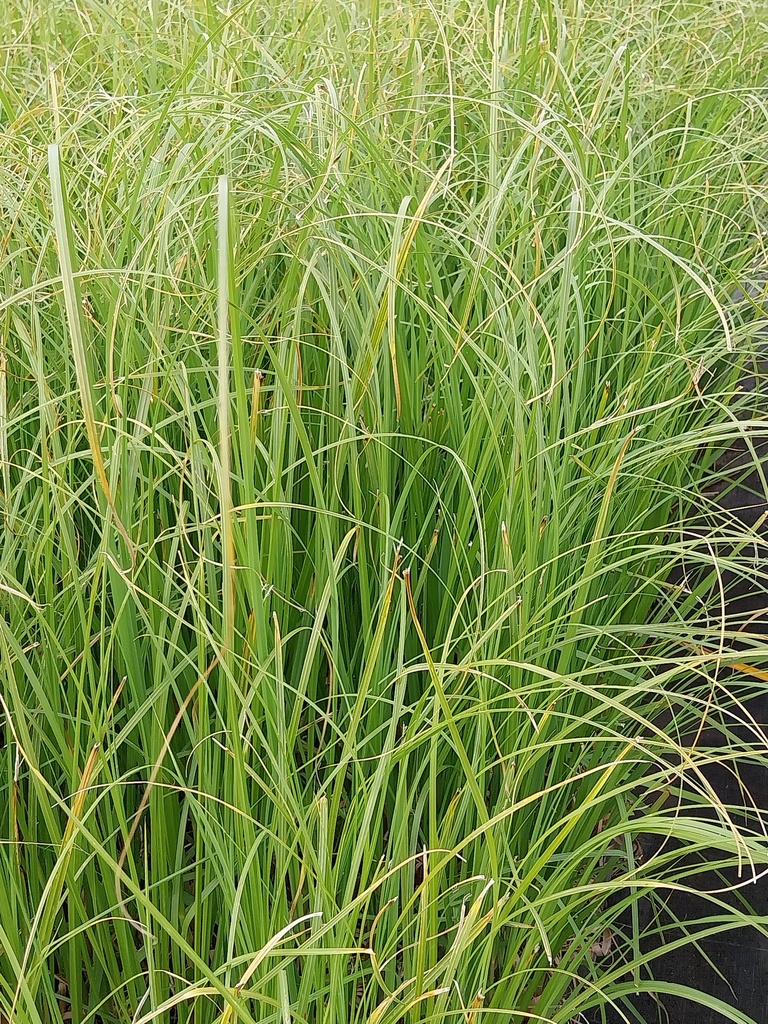 CORTADERIA SELLOANA