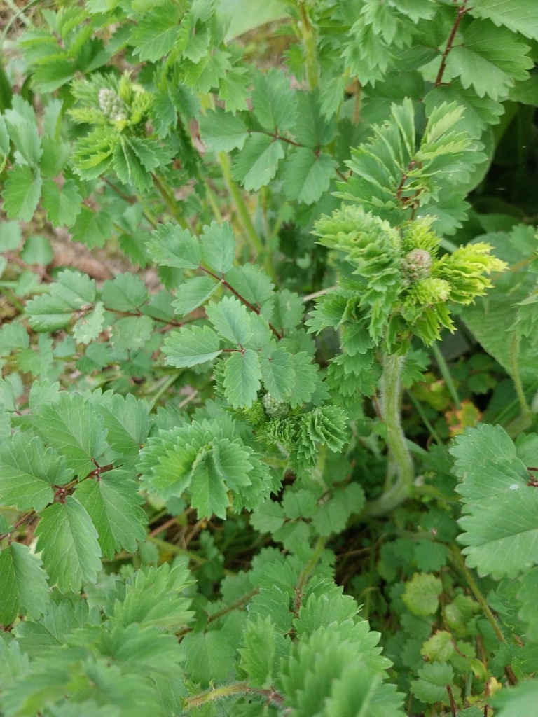 [KPSANMIN] SANGUISORBA MINOR (Pot 9 cm)