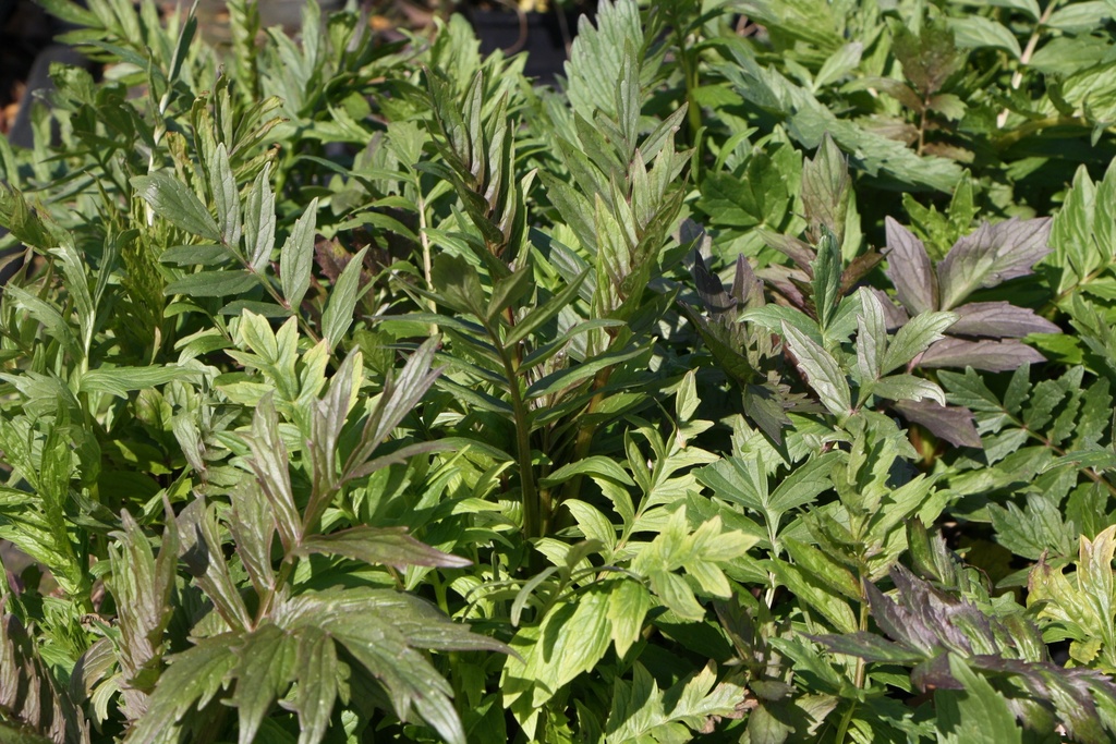 [KPVALOFF] VALERIANA OFFICINALIS (Pot 9 cm)