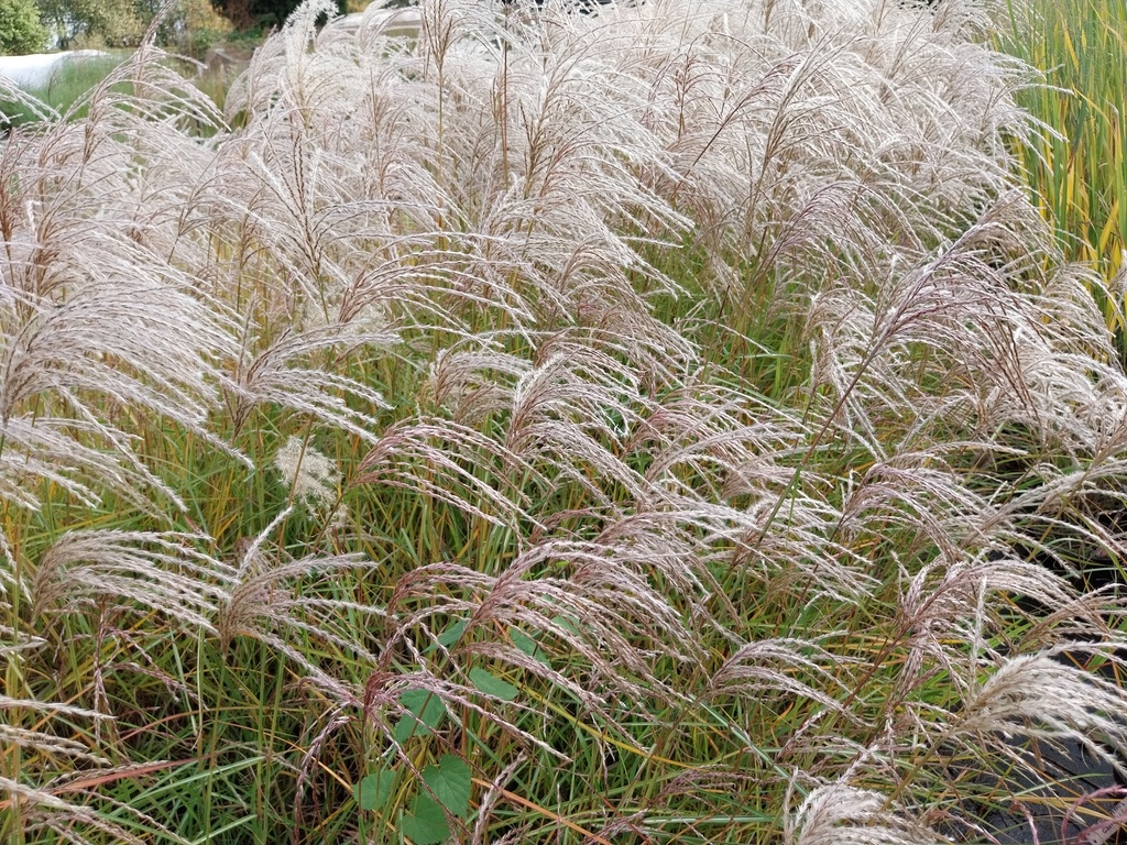 [MISSPCLOU] MISCANTHUS SINENSIS 'PINK CLOUD' (Pot 9 cm)