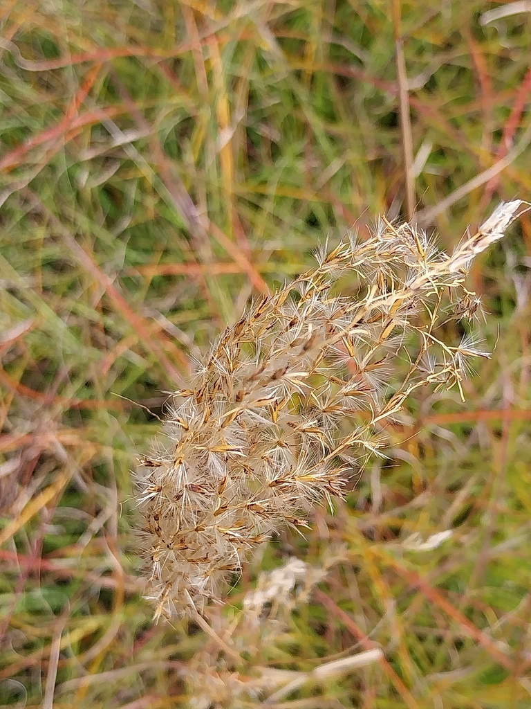 [MISSSEREN] MISCANTHUS SINENSIS 'SERENGETI' R